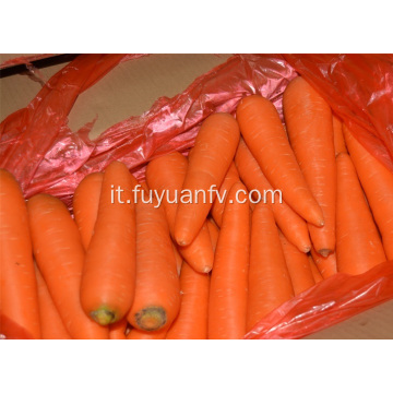 Carota xiamen fresca taglia L